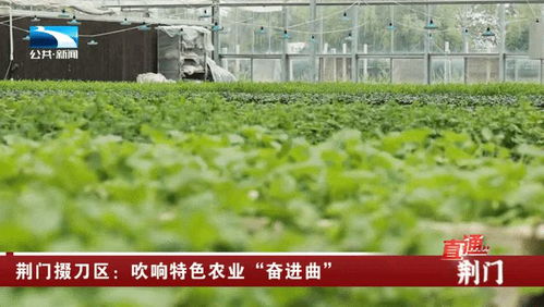 荊門(mén)掇刀區(qū) 吹響特色農(nóng)業(yè)奮進(jìn)曲，譜寫(xiě)農(nóng)林牧漁新篇章