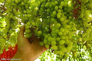 農(nóng)林牧漁行業(yè)2018年度策略報(bào)告 品種換代利好大型種企，生豬養(yǎng)殖有望繼續(xù)盈利