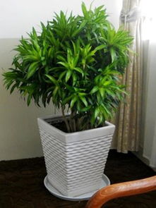 拱墅區(qū)景香花卉公司 卓越服務與綠化植物租賃專家