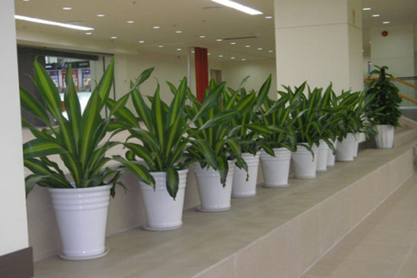 成都綠植租賃公司最新排名及養(yǎng)護服務全解析