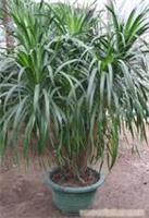 上?？弟皥@林綠化 龍血樹租賃價格、圖片、詳情及養護服務