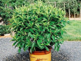 廣州鮮花綠植全周期服務 出租、銷售、租賃、出擺與專業養護一體化解決方案